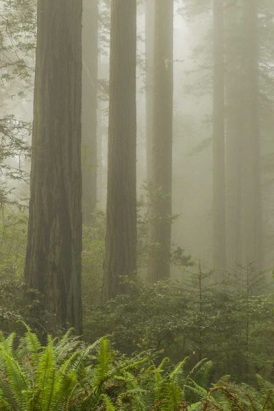California, Redwoods NP Redwood trees and fog